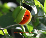 Fruit the Bullfinch Were Feeding On