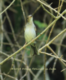 Cuban Solitaire is an Endemic Bird