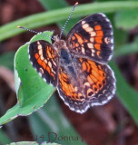 Pearl Crescent Butterfly?