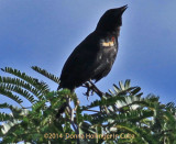 Tawny-Shouldered Blackbird