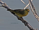 Yellow Warbler (Dendroica petechia)