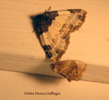 Two Moths at night