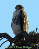 Red Tailed Hawk Immature