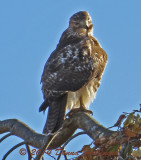 Red Tailed Hawk Preening in the Sun