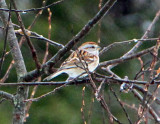 American Tree Sparrow!