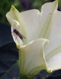 Creamy Datura Flower with Hoverfly