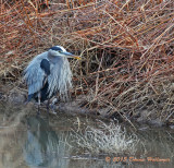 Great Blue Heron Acquiring His Nuptial Plumage