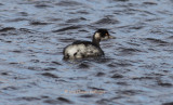 Eared Grebe - Podiceps nigricollis