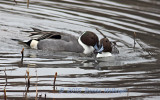 Duelling Blue Beak Pintails