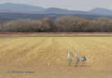 3 Cranes with a whole field to themselves