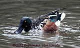 Northern Shoveler Skimming with his Spatulate Bill