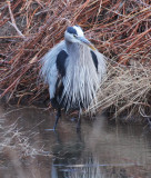 Great Blue Heron Acquiring His Nuptial Plumage