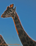 Female Giraffe