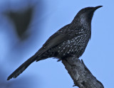 Wattle Bird