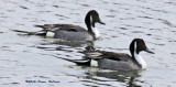 2 Male Pintails