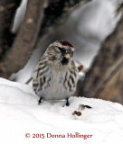 900.redpoll.1219.jpg