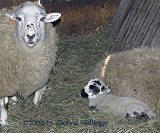 Windy Hill Farm, Mama and Baby Sheep
