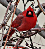 Male Cardinal Today
