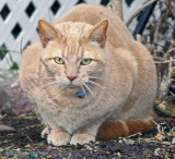 Visitor Cat, Blue Bell