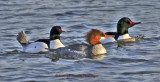 Common Mergansers Fishing in Icy Waters
