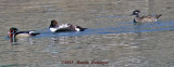 Wood Duck Pair and an Eider