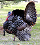 Tom Turkey at Mount Auburn