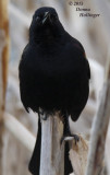 Red winged Black Bird (A very young guy) in the Cattails