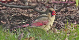 Female Cardinal