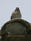 Rufous-collared sparrow