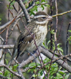 MS Rose Breasted Grosbeak