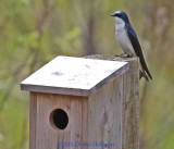 Mr. Swallow At the Nesting Box