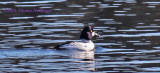 Common Goldeneye Male