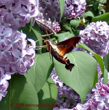 Humingbird Moth in the Lilac