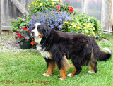 Bearnise Mountain Dog