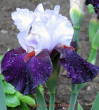 Iris After the Rain