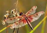 Calico Pennant (Celithimis elisa)