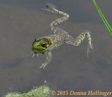 Greenfrog in the Pond