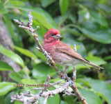 House Finch