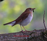 1053.veery.2113.copy.jpg