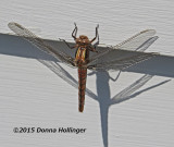 The first Dragonfly of the Season!