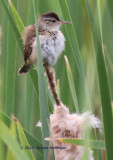 Fluffball Marsh Wren (Cistothorus palustris) collecting Cattail Fluff