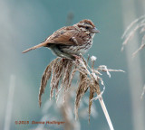 Swamp Sparrow on Phragmites