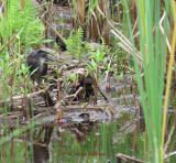 Virginia Rail Immature