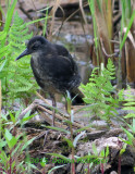 Virginia Rail Immature