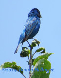 Indigo Bunting Male At the Tippity Top of the Apple Tree