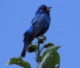 Male Indigo Bunting Singing