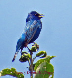 Male Indigo Bunting Singing