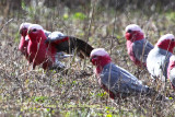 Five Galahs Parrots,  one of which has opened his wing 