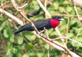 Purple Throated Fruitcrow Querula purpurata male