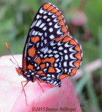 Baltimore Checkerspot